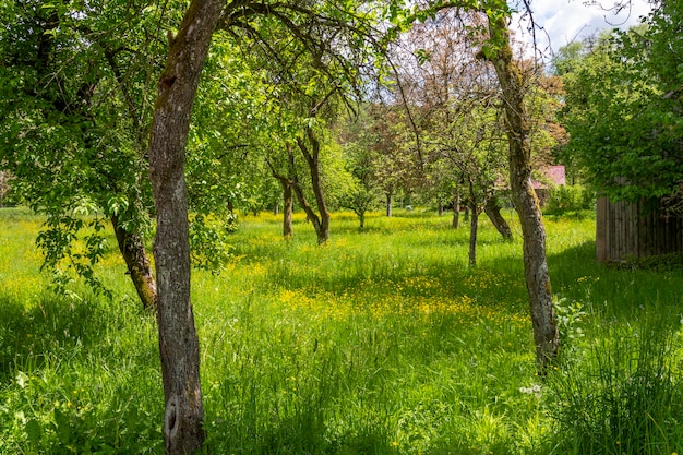 Sunny spring time scenery