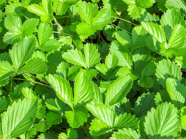 sunny strawberry leaves