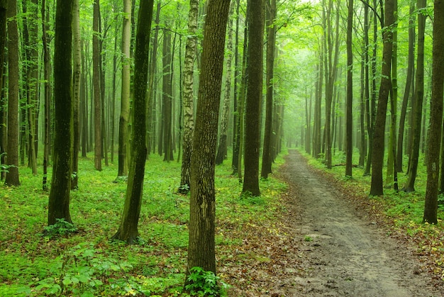 Sunny summer day in green forest