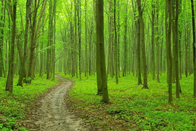 Sunny summer day in green forest