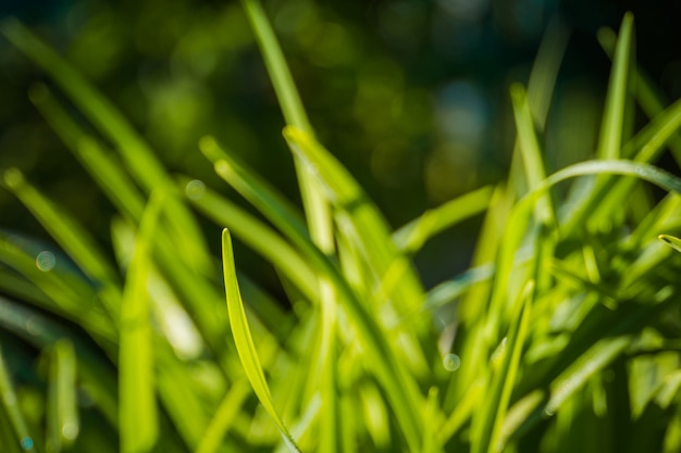 Macro di erba soleggiata estate