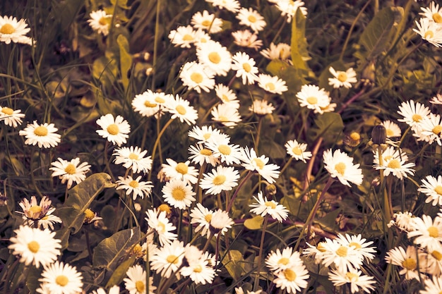 A sunny summer meadow with daisies a beautiful background