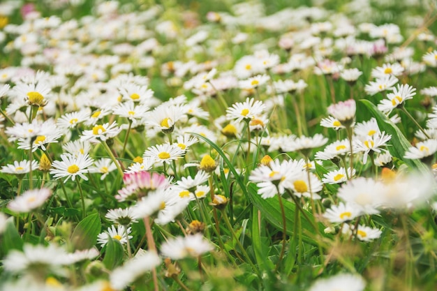 A sunny summer meadow with daisies a beautiful background