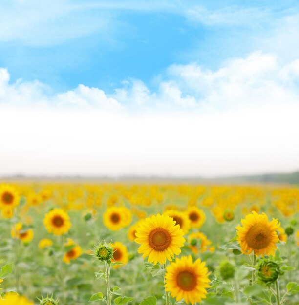 Photo sunny sunflower field