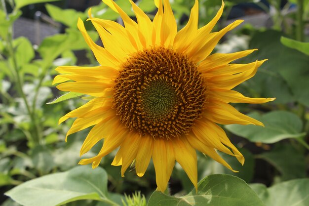 Sunny sunflowers photo