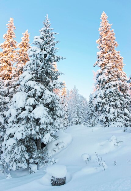 Sunny tops of the trees in a snow covered forest in Ruka village in Finland in the Arctic pole circle in winter