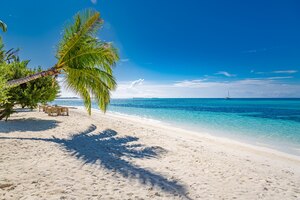 sunny tropical caribbean beach with palm trees and turquoise water, island vacation, hot summer day