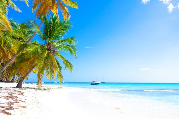 Soleggiata spiaggia tropicale paradisiaca dei caraibi con sabbia bianca e palme