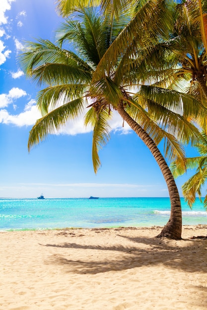 sunny tropical paradise beach with white sand and palms