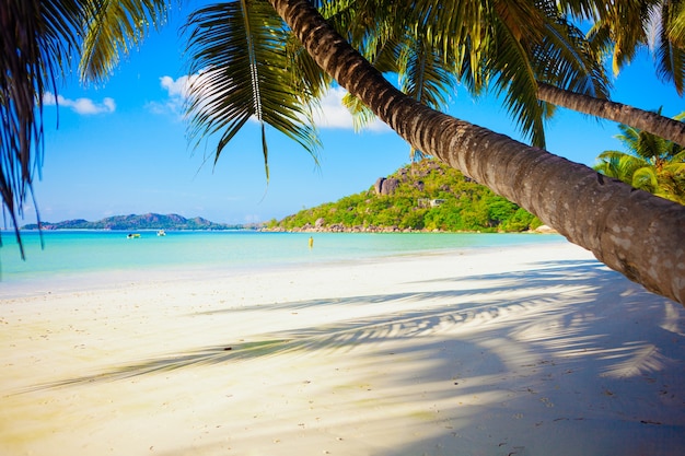 Sunny tropical paradise beach with white sand and palms