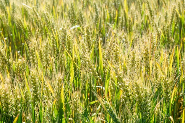 Sunny unripe wheat field background