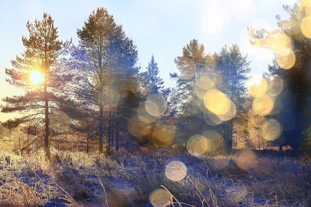 sunny view in winter forest, sun landscape nature