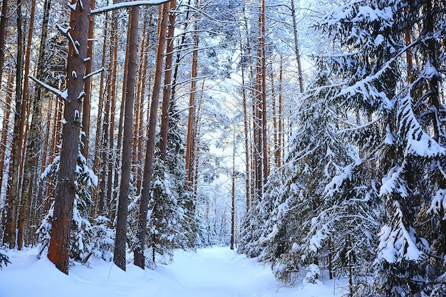 sunny view in winter forest, sun landscape nature