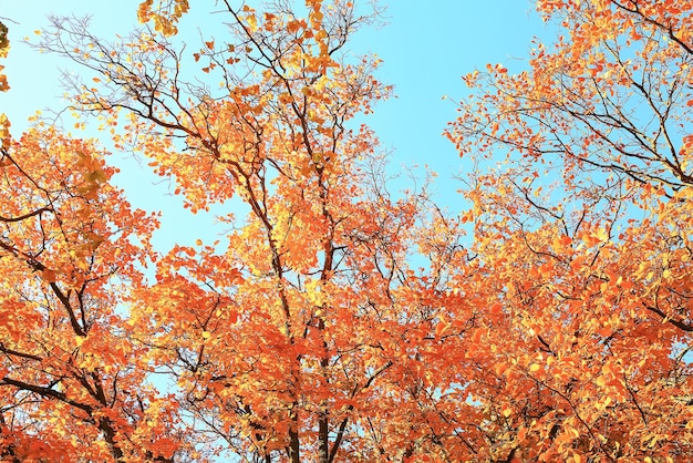 Sunny weather in autumn park