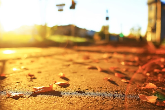 Sunny weather in autumn park