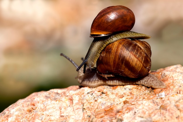 Sunny weather in summer or spring and grape snail crawling on\
its territory common wild snail crawling on rocks and illuminated\
by sunlight