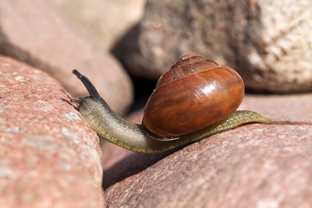 Sunny weather in summer or spring and grape snail