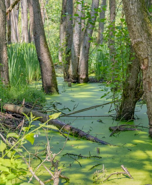 Солнечный пейзаж водно-болотных угодий