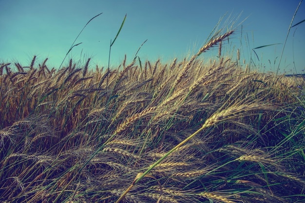 Sunny wheat field