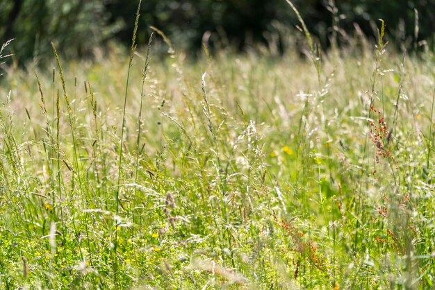 sunny wildflower meadow