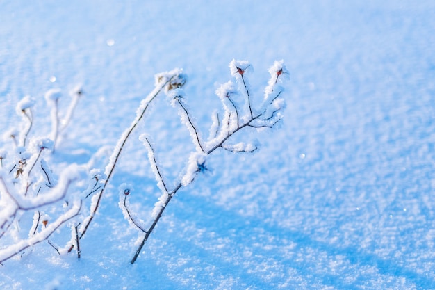 晴れた冬の日。木、草、枝の霜。