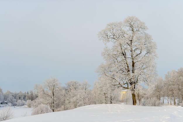 Солнечный зимний день в парке и деревья в снегу