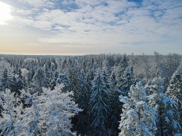 Sunny Winter forest aerial view at sunny day.