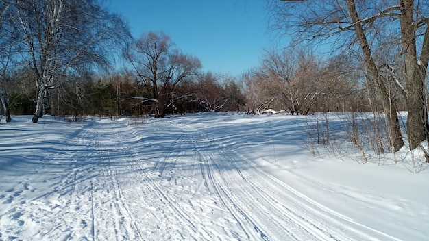 Sunny winter forest Birch trees in the snow