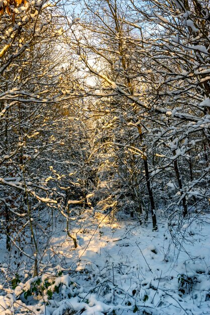 sunny winter forest