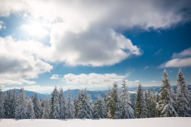 Photo sunny winter landscape of snowdrifts on the background of a slender coniferous forest on a frosty winter day.