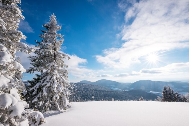 凍るような冬の日の細い針葉樹林を背景にした雪の吹きだまりの晴れた冬の風景。