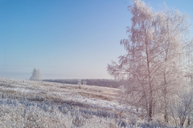 Sunny winter landscape with tree and field covered with hoarfrost.