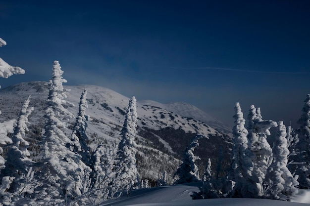 Sunny winter morning in the mountains of sheregesh on the ski trackx9