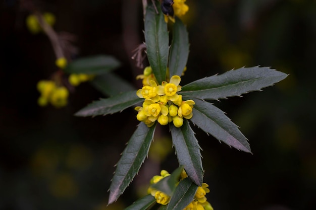 晴れた黄色のバーベリーの花が ⁇ いている庭の灌木のマクロ写真