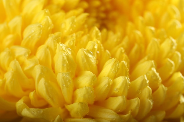 Sunny yellow chrysanthemum macro