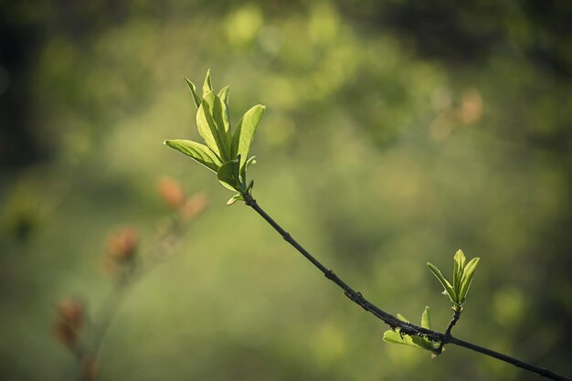 Sunny young green spring leaves natural eco vintage art background