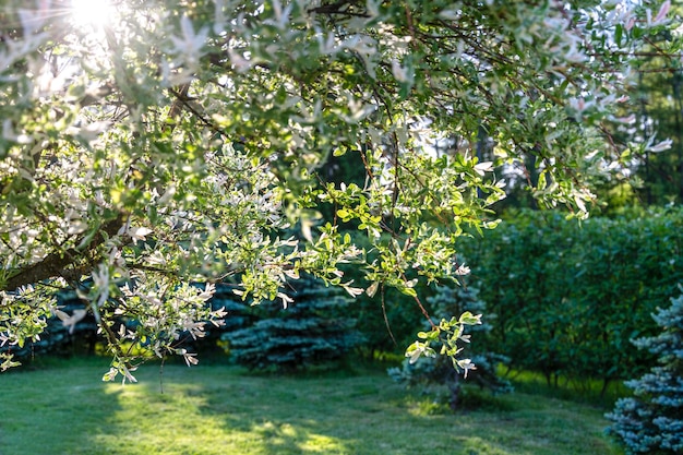 Sunrays in the crown of the blooming almond trees on a background of a green garden