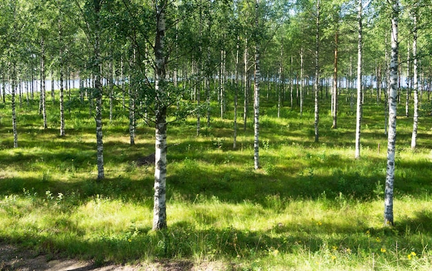 Фото Солнечные лучи на траве в березовой роще у реки