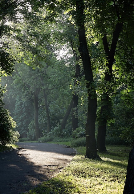 Fascio di alba nel bellissimo parco