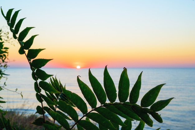 Sunrise on the black sea through the leaves. Crimea.