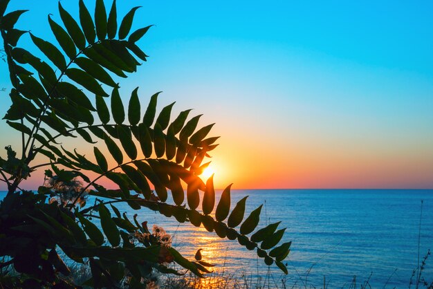 Sunrise on the black sea through the leaves. Crimea.