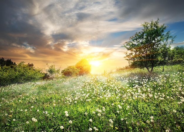 Sunrise and clouds over the field of dandelions