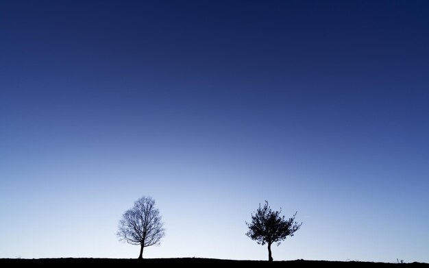 Photo sunrise in euskadi trees at sunrise in the mountains of euskadi