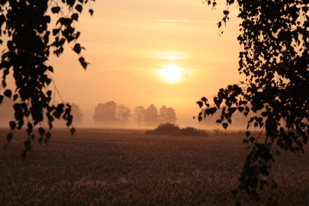 Photo sunrise over the field on a misty weather