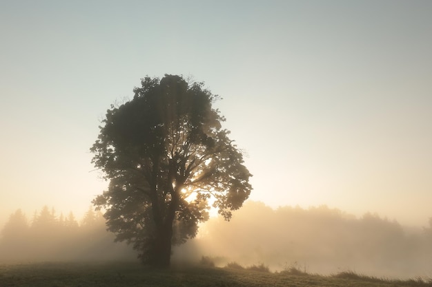 Alba sul campo polonia