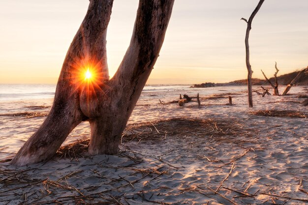 Premium Photo Sunrise At Folly Beach premium-photo-sunrise-at-folly-beach