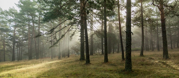 Sunrise in the forest, sun rays penetrating the trees. nature photography in the natural park, peguerinos, avila, castilla y leon, spain.