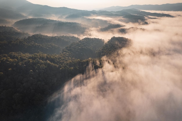 Sunrise in the forest