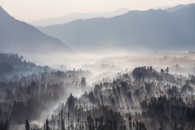 Photo sunrise in forest