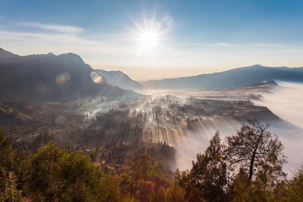 Alba nella foresta